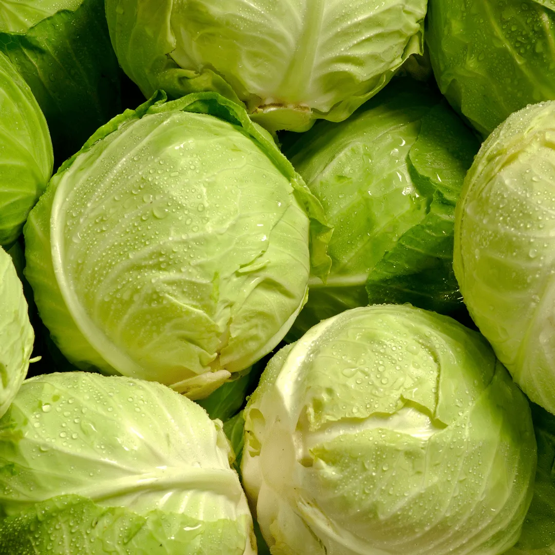 Cabbage Taiwan Cabbage Seeds | West Coast Seeds